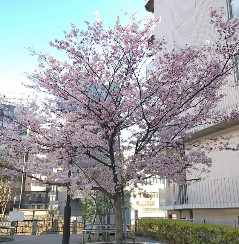 2023年の桜の写真